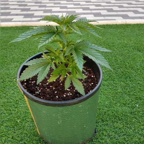 San Fernando Lemon Kush growlog photo: Lavo raíces por exceso de nitrógeno lavo hasta EC 0.4 y luego riego las 3 con EC 1