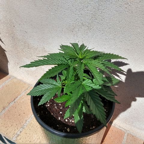 San Fernando Lemon Kush growlog photo: Lavo raíces por exceso de nitrógeno lavo hasta EC 0.4 y luego riego las 3 con EC 1