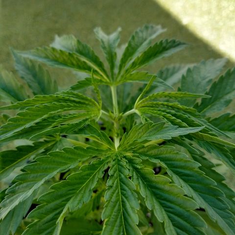 Gorilla growlog photo: Apical 6°nudo