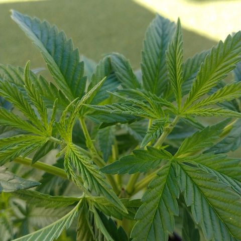 San Fernando Lemon Kush growlog photo: Poda de puntas