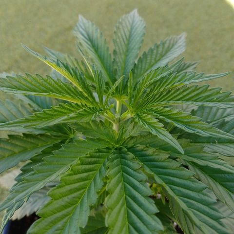 San Fernando Lemon Kush growlog photo: Apical