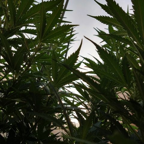 San Fernando Lemon Kush growlog photo: 12 agosto amanece con niebla 
