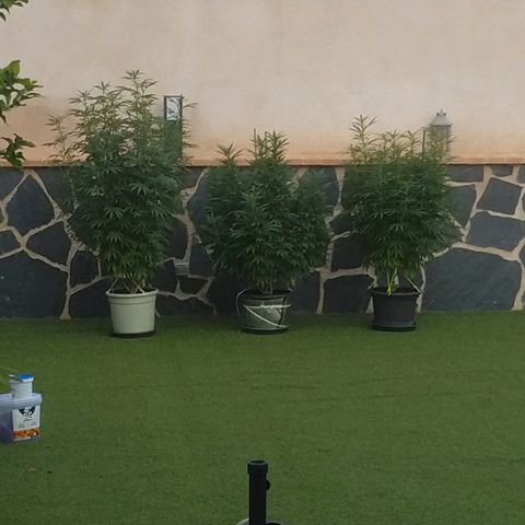 San Fernando Lemon Kush growlog photo: 12 agosto amanece con niebla 