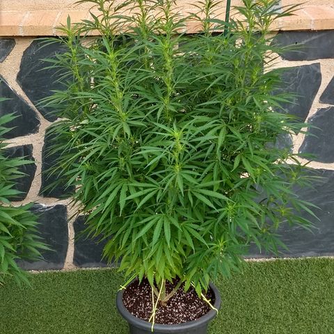 San Fernando Lemon Kush growlog photo: 12 agosto amanece con niebla 