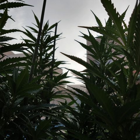 San Fernando Lemon Kush growlog photo: 12 agosto amanece con niebla 