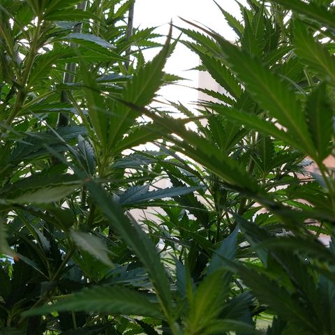 San Fernando Lemon Kush growlog photo: 12 agosto amanece con niebla 