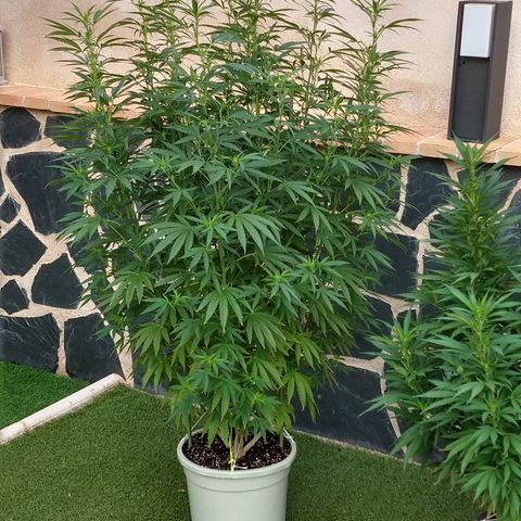 San Fernando Lemon Kush growlog photo: 12 agosto amanece con niebla 