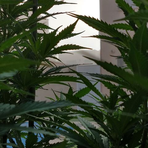 San Fernando Lemon Kush growlog photo: 12 agosto amanece con niebla 