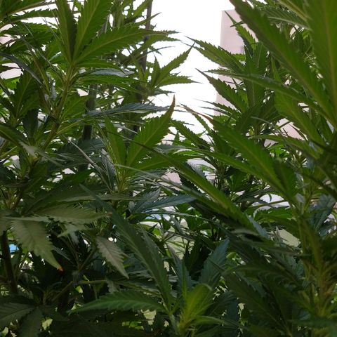 San Fernando Lemon Kush growlog photo: 12 agosto amanece con niebla 