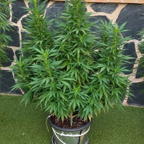 San Fernando Lemon Kush growlog photo: 12 agosto amanece con niebla 
