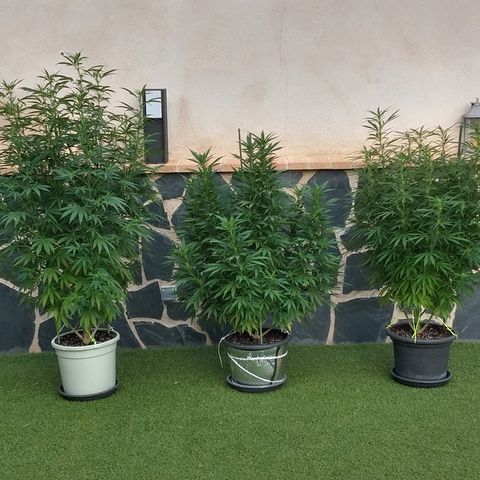 San Fernando Lemon Kush growlog photo: 12 agosto amanece con niebla 