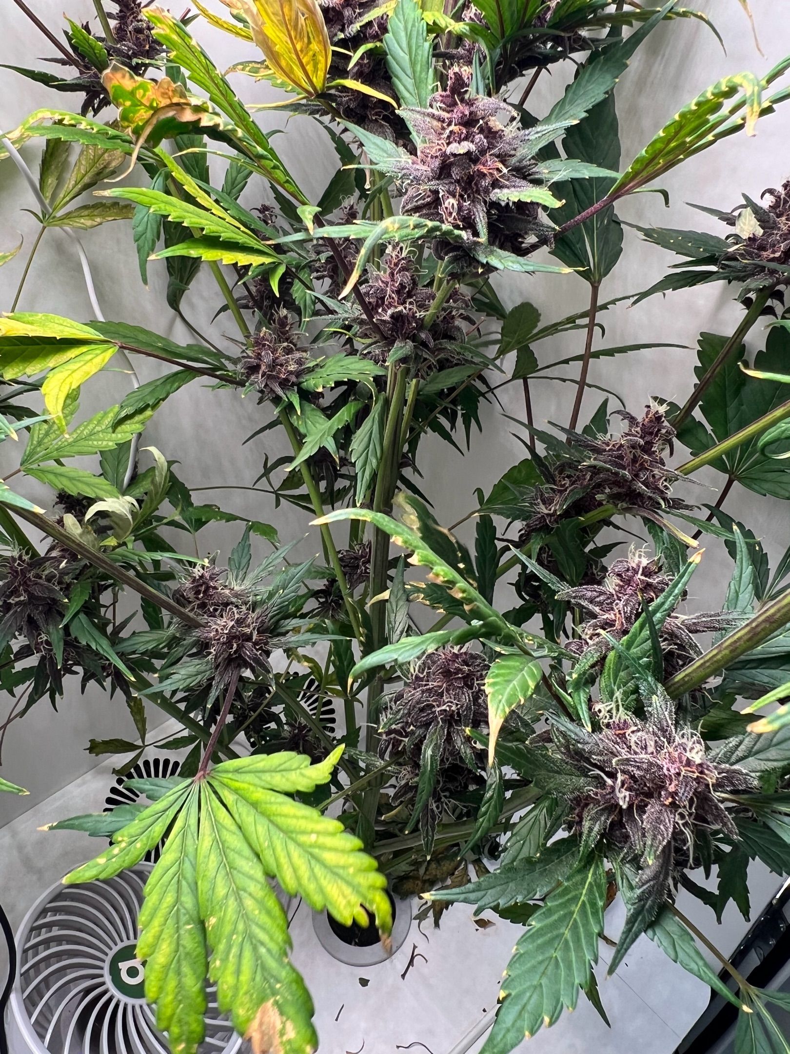 Cletus growlog header