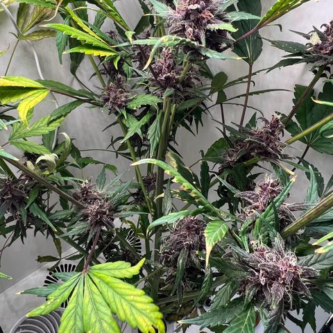 Cletus growlog in Indoor Abby