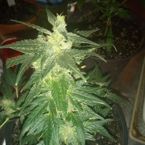 Bubba Kush growlog timeline photo