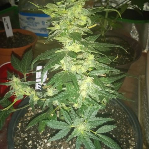 Bubba Kush growlog timeline photo