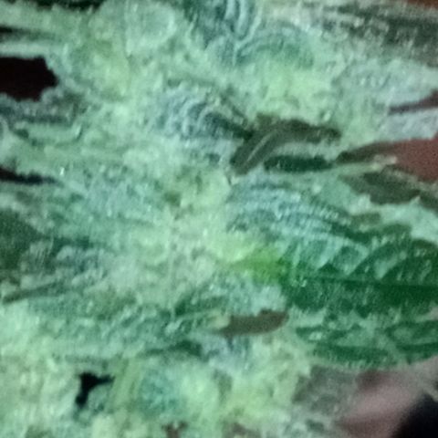 Bubba Kush growlog timeline photo