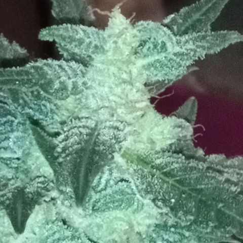Bubba Kush growlog timeline photo