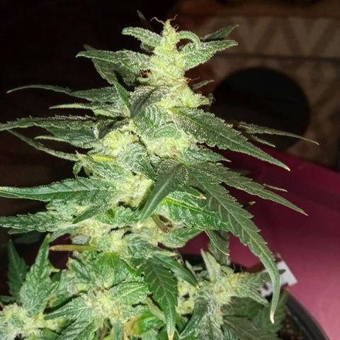 Bubba Kush growlog timeline photo