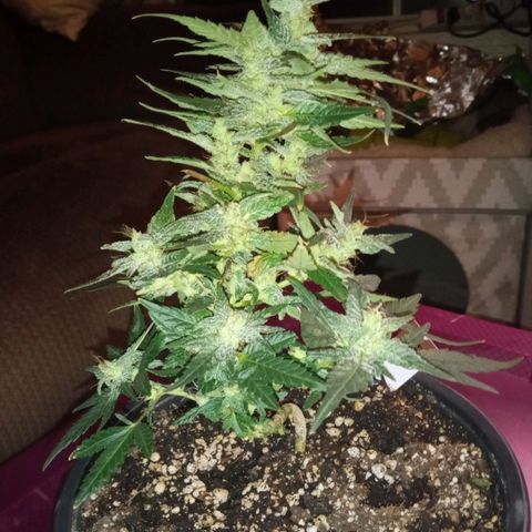 Bubba Kush growlog timeline photo
