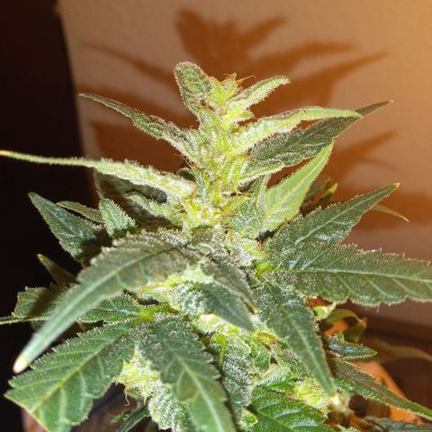 Bubba Kush growlog timeline photo