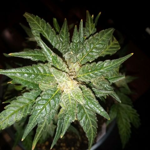 Bubba Kush growlog timeline photo