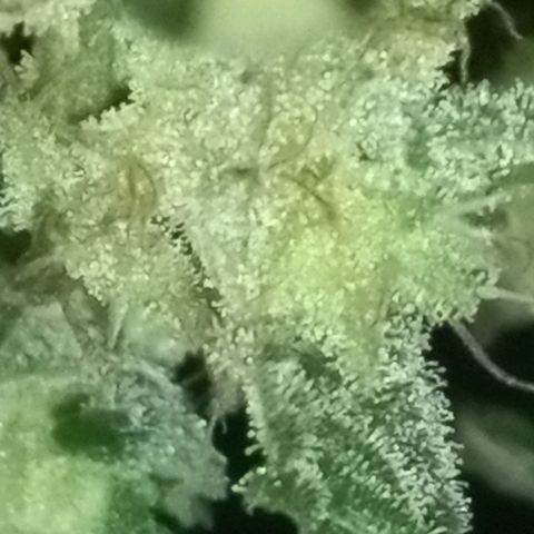 Bubba Kush growlog timeline photo