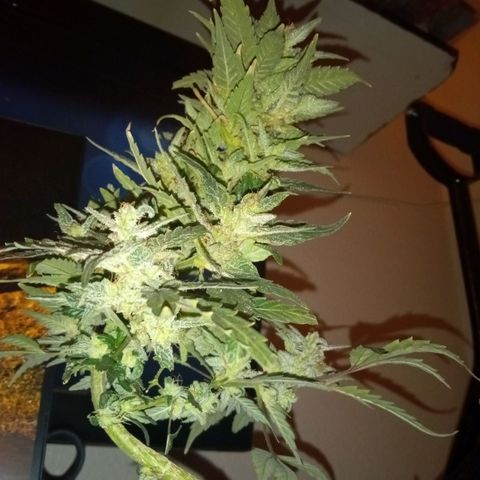 Bubba Kush growlog timeline photo
