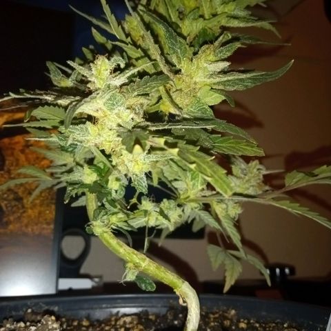 Bubba Kush growlog timeline photo