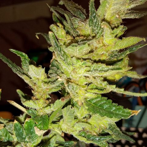 Bubba Kush growlog timeline photo