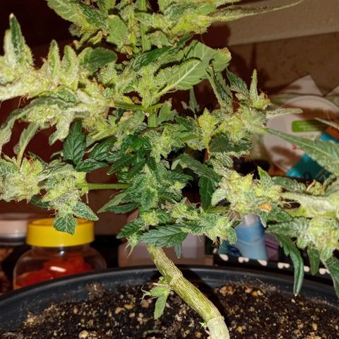 Bubba Kush growlog timeline photo