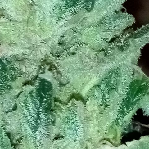 Bubba Kush growlog timeline photo
