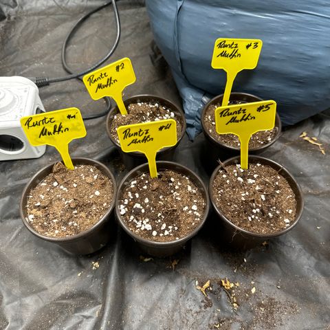 Runtz Muffin  growlog timeline photo