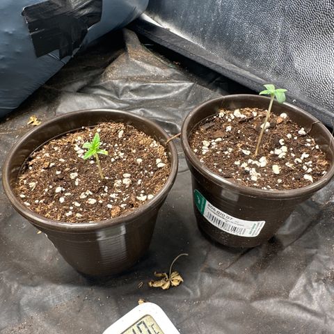 Blue Gelato 41 growlog timeline photo