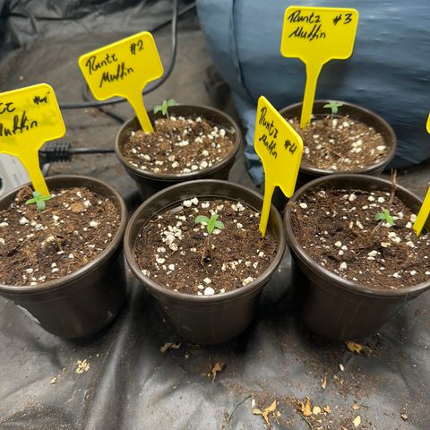 Runtz Muffin  growlog timeline photo