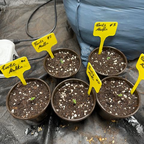 Runtz Muffin  growlog timeline photo