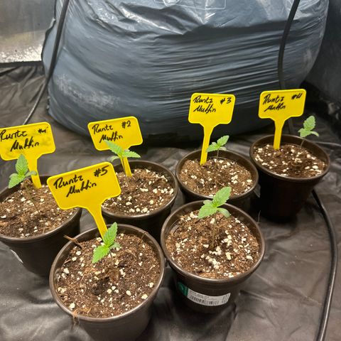 Runtz Muffin  growlog timeline photo