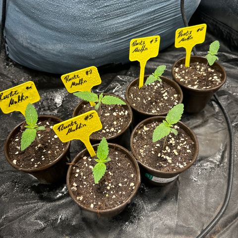 Runtz Muffin  growlog timeline photo