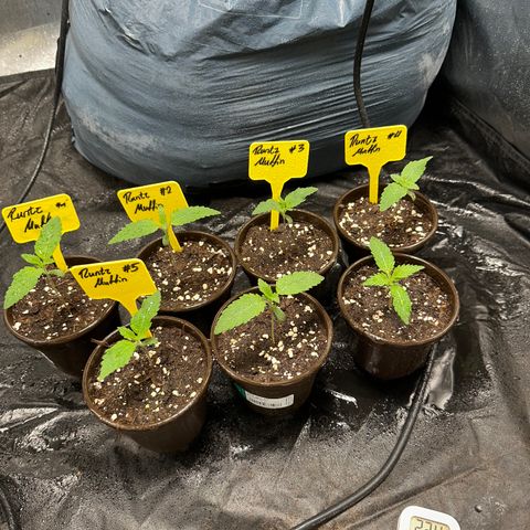 Runtz Muffin  growlog timeline photo