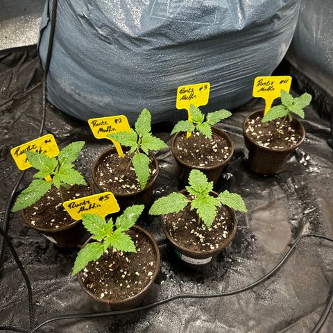 Runtz Muffin  growlog timeline photo