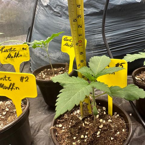 Runtz Muffin  growlog timeline photo