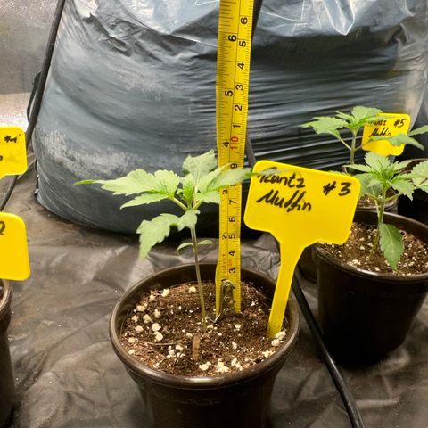 Runtz Muffin  growlog timeline photo