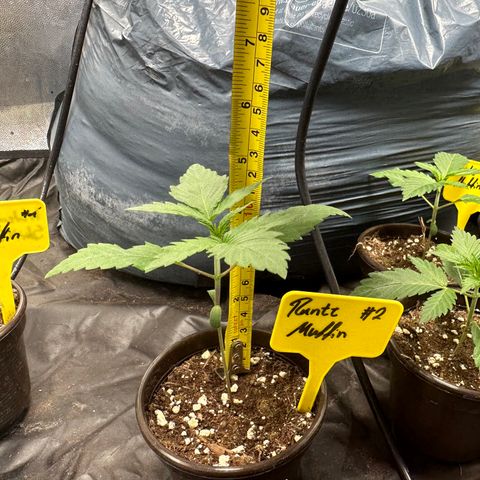 Runtz Muffin  growlog timeline photo