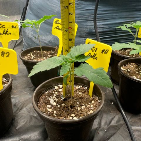 Runtz Muffin  growlog timeline photo