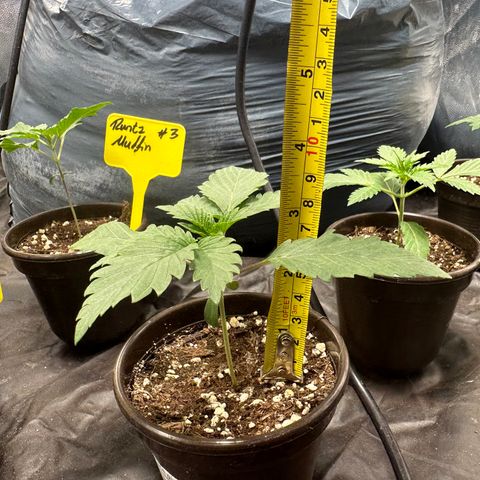 Runtz Muffin  growlog timeline photo