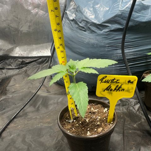 Runtz Muffin  growlog timeline photo