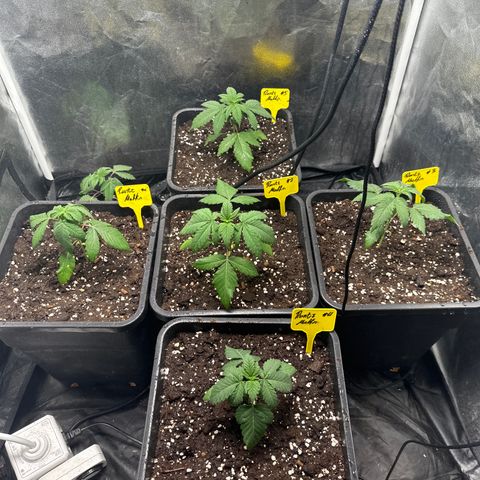 Runtz Muffin  growlog timeline photo