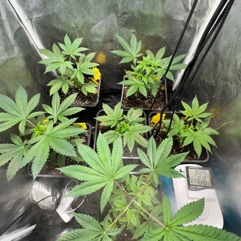 Runtz Muffin  growlog timeline photo