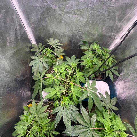 Runtz Muffin  growlog timeline photo