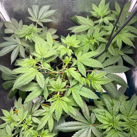 Runtz Muffin  growlog timeline photo