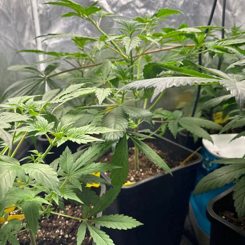 Runtz Muffin  growlog timeline photo